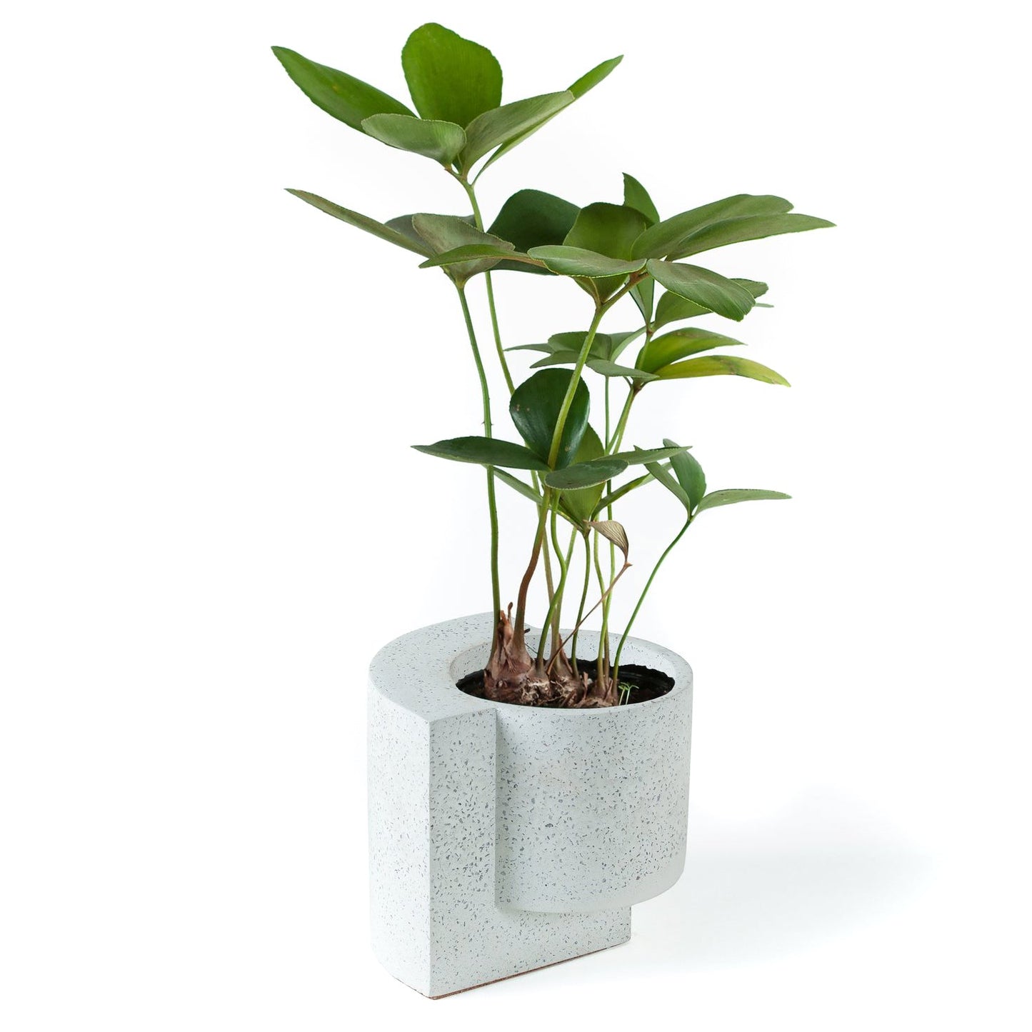 Concrete Platform Planter
