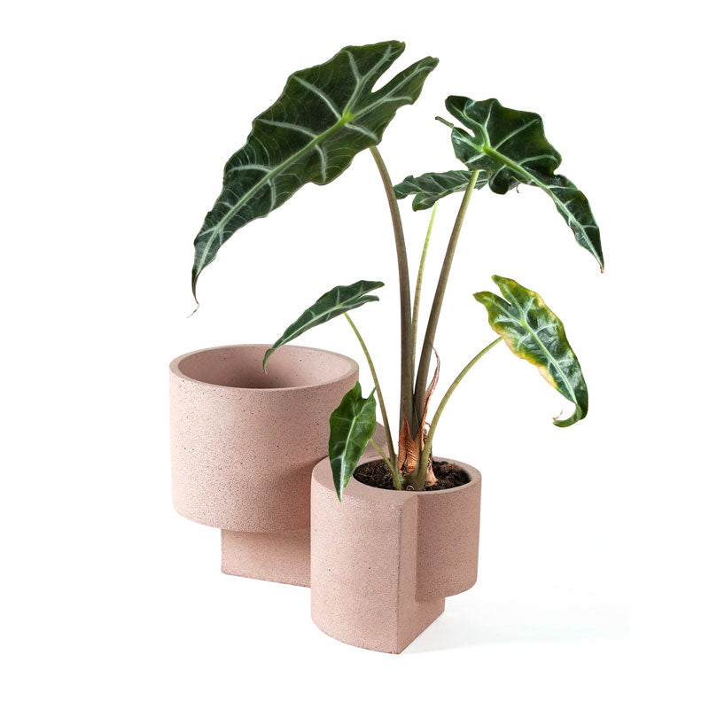 Concrete Platform Planter